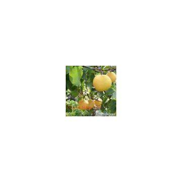 Sell Xingao Pear