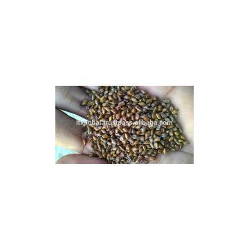 BEST PRICE FOR CASSIA SEED WITH GOOD QUALITY photo-3
