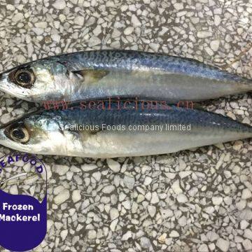 Deep Frozen Scientific Name Of Mackerel Fish Pacific Mackerel