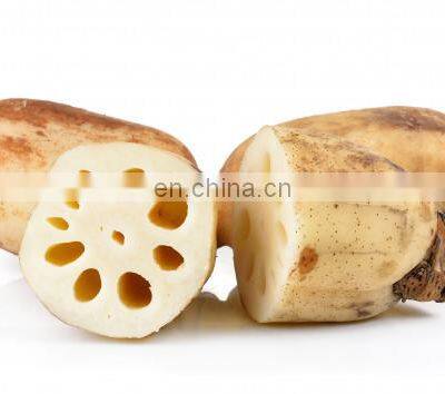 Vietnam Canned Pickled Lotus Root/Vietnam Canned Pickled Lotus Root From Vietnam photo-2