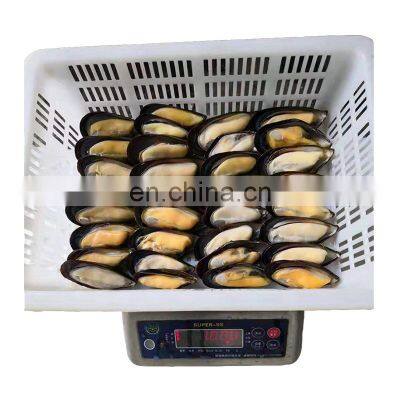 Hot Sale Frozen Half Shell Mussel for Export photo-4