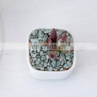 Home Decorative Garden Flowerpot Flower Pots Mini Cheap Ceramic Wholesale Modern Simple Style White Plants Planting Desktop