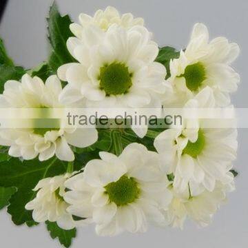 Color most popular fresh white flower chrysanthemum