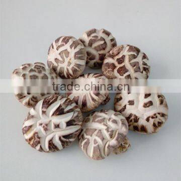 Dried Tea Flower Mushrooms