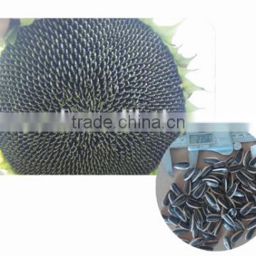 Long-grain hybrid confectionery sunflower seeds