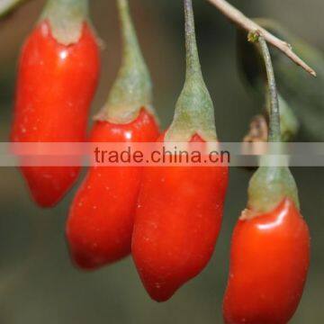 Ningxia A Grade Goji berries Dried Goji berry Medicinal edible healthy Goji berries dried fruit, Medlar,Chinese Matrimony vine