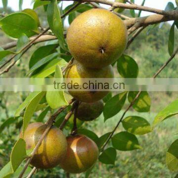 Hot and cold machine pressed pure Camellia oil