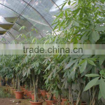 100cm Braided Bare Root Pachira Macrocarpa Aquatica Bonsai Money Tree Plant 20cm-120cm Indoor Ornamental Decorative Plants
