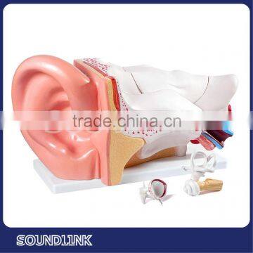 High quality Ear anatomy model from Soundlink