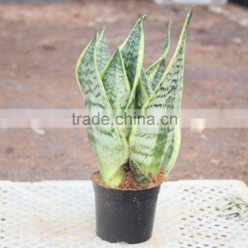 The balm of flowers sansevieria potted for indoor