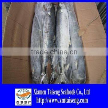 Sell korea Frozen Spanish mackerel For Sale