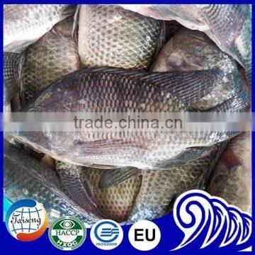 Tilapia 200 to 300