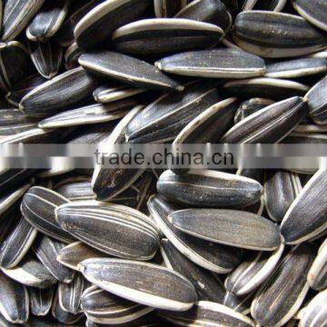 long type sunflower seeds