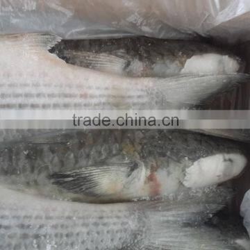 Top Quality Big Size Frozen Fish Grey Mullet From China