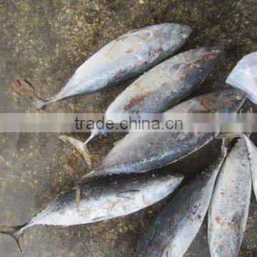 New Arrival Frozen Bonito Whole Round (1.5kg Up)