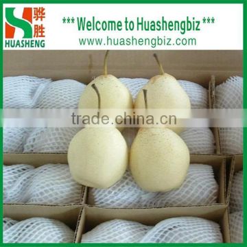 Chinese Fresh Sweet Yali Pear/ Ya Pears