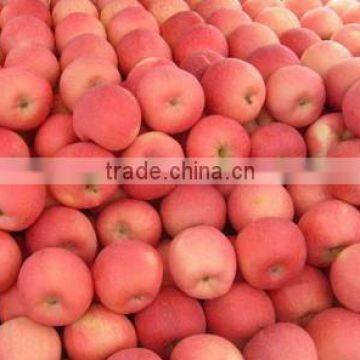 2012 shandong fresh red fuji apple