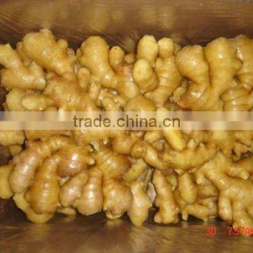 fresh fat ginger from China