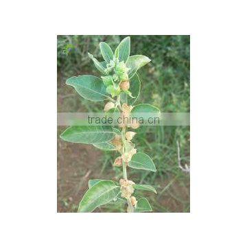 Withania Somnifera Ashwagandha