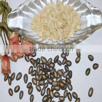 chinese best quality hot sale melon seed kernel