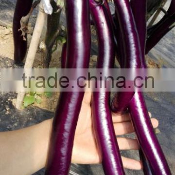 Hybrid F1purple red super Long Eggplant Seeds chinese vegetable seeds for growing-Purple Red No.8