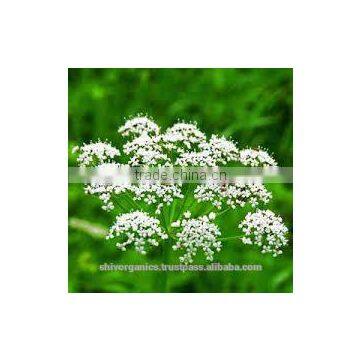Star Anise Oil