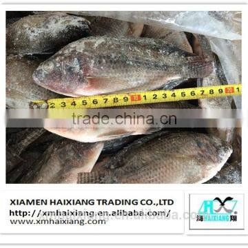 Wholesale frozen tilapia fillet price