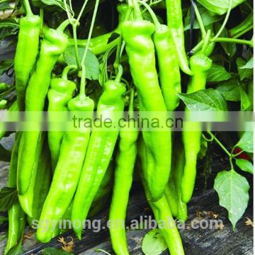 early maturity high yield and anti-virus hybrid pepper seeds Zhengda(128)F1