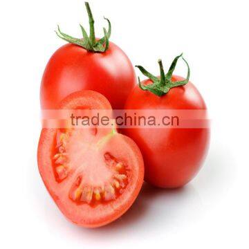 early maturity hybrid tomato seeds best quality for plant