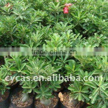 Adenium obesum