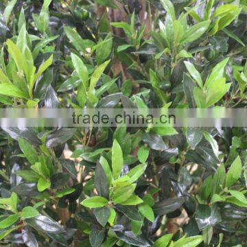 Wholesale Artificial Olive Tree , Green Bonsai Olive Tree photo-6