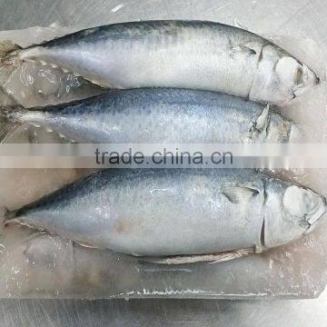 HACCP Mackerel Fish