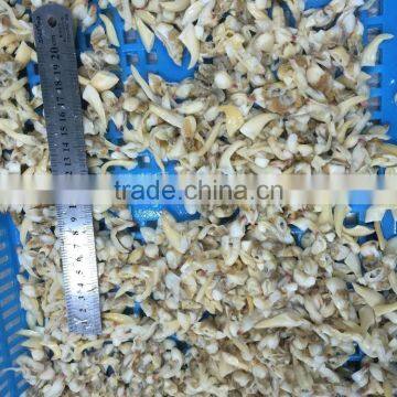 BQF Suff Clam Meat for USA Market photo-6