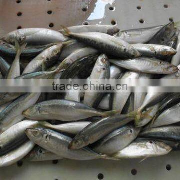 Frozen Horse Mackerel 18cm From China photo-3