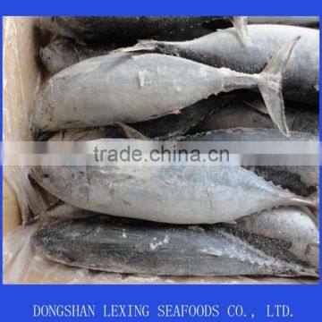 Frozen Whole Round Bonito Fish photo-2