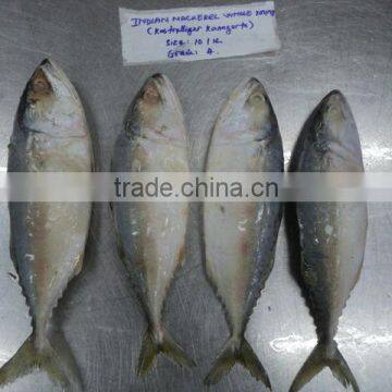 Indian Mackerel