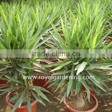 Yucca Elephantipes Ornamental Plants photo-2