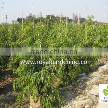 Ficus Longifolia photo-2