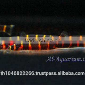 Giant Coolie Loach Fish / Aquarium Fish Farm photo-3