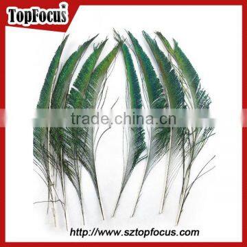 Cheap Down Raw Material Green Natural Peacock Feather for Sale photo-4