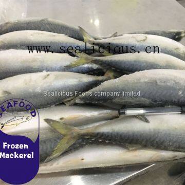 NEW LANDING FROZEN FISH PACIFIC MACKEREL, SEA FROZEN MACKEREL 400-600g