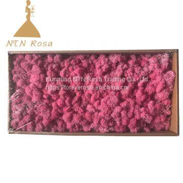 China Most Popuplar Everlasting Moss: The Key to Plant Walls photo-5