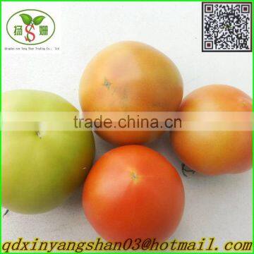 (HOT) Fresh Tomato Export From China photo-2