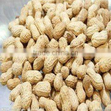 New Crop Raw Peanuts in Shell
