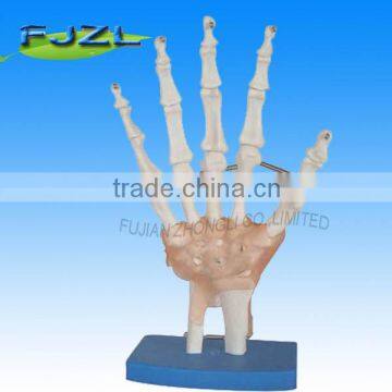 Life-Size Hand Joint with Ligaments