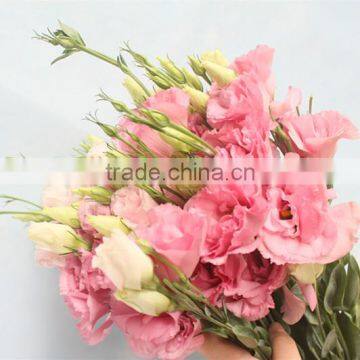 Hot sale fresh cut flowers eustomas with high quality