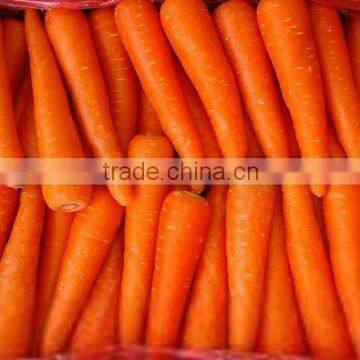 new harvested Chinese fresh vegetables baby carrots