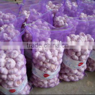 garlic importers