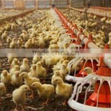 chicken farm broiler equipment system