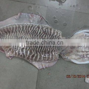 CUTTLE FISH WHOLE
